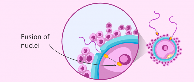 Fusion Of Egg And Sperm Nuclei