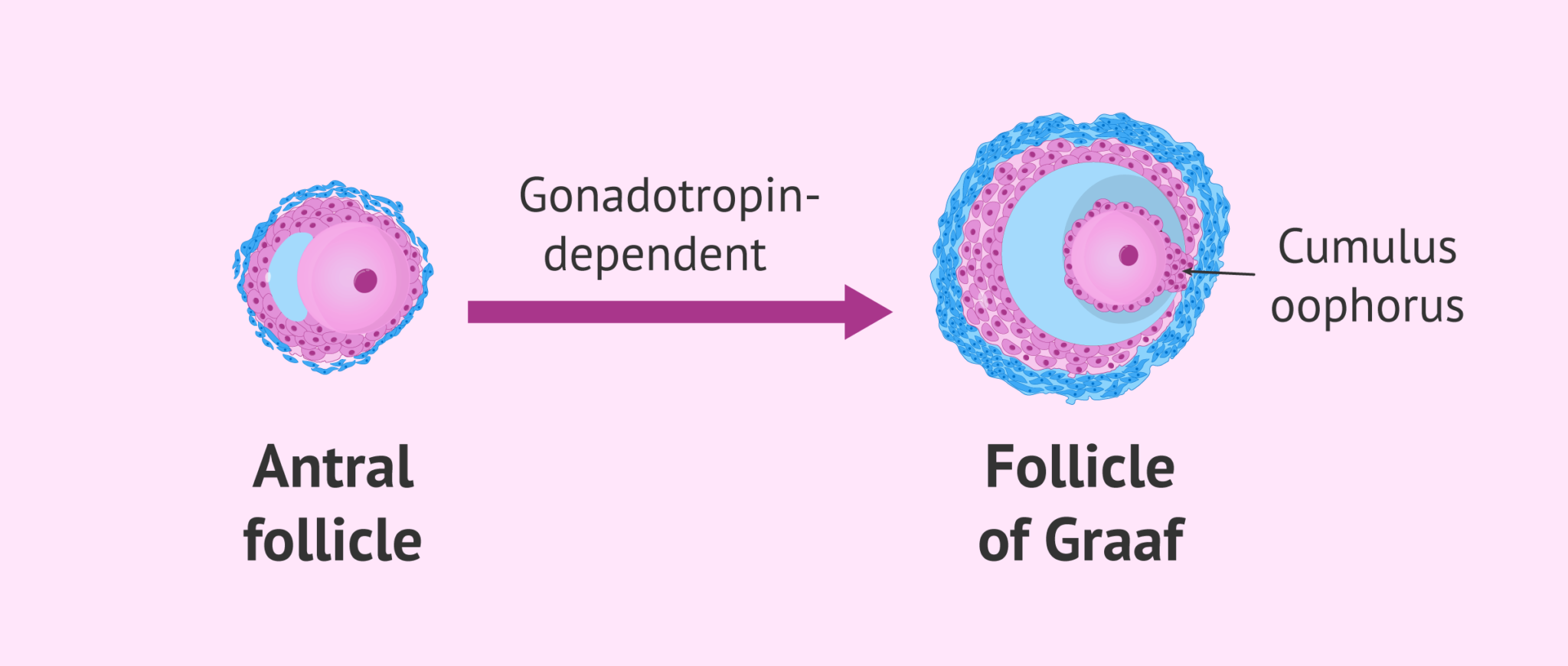 Antral Follicle To Graaf S Follicle