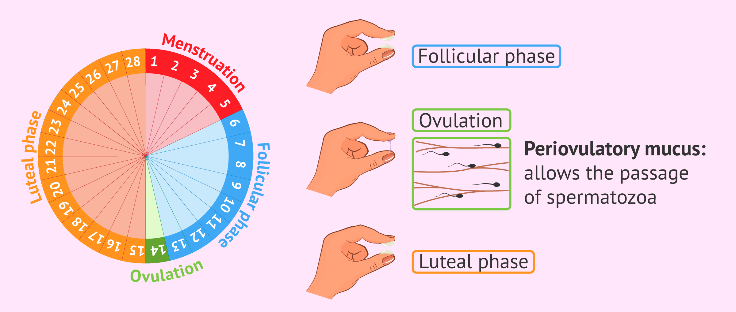 Imagen: Cervical mucus and menstrual cycle