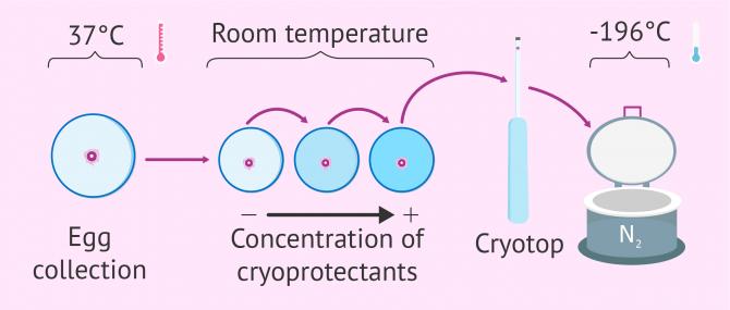 Diagram of the egg vitrification process