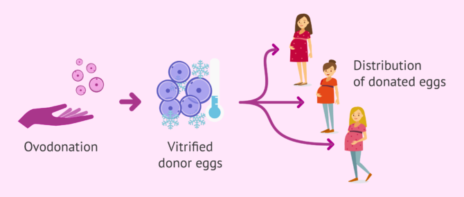 Shared egg donation: one donor, multiple recipients