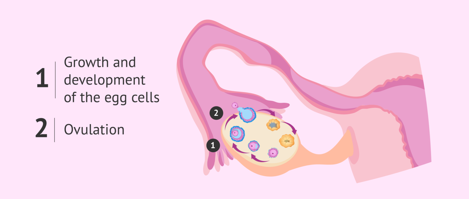 Ovulation The Release Of The Ovum From The Ovary