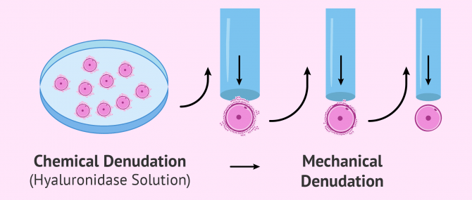 Imagen: Egg denudation process