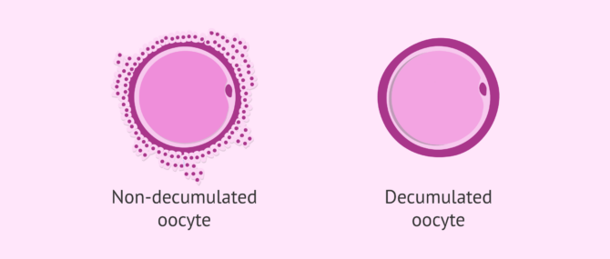 Oocyte denudation in ICSI