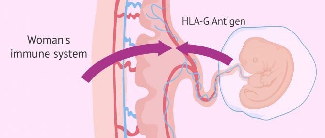 Immune system during pregnancy