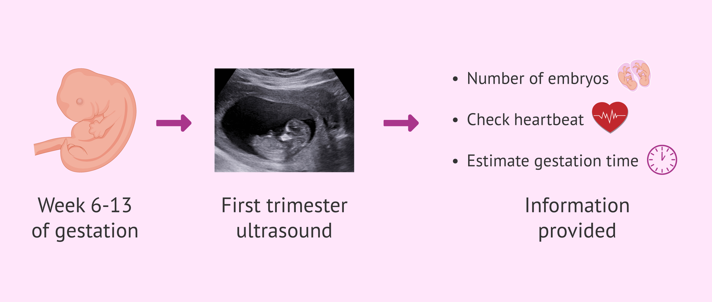 First Trimester