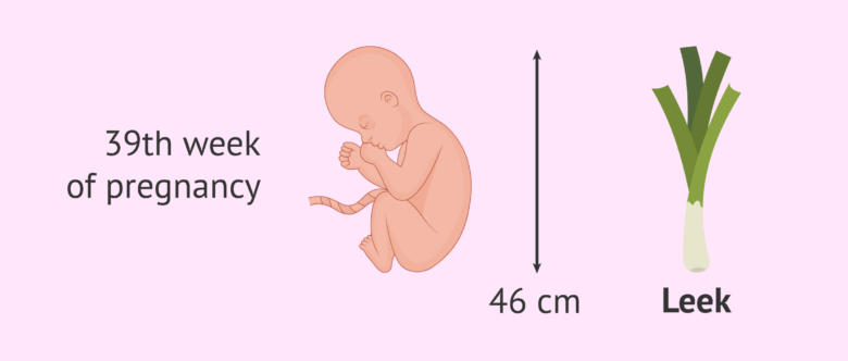 fetal-size-at-39-weeks-of-pregnancy