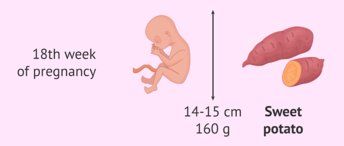 Imagen: Measurements of the fetus at 18 weeks of pregnancy