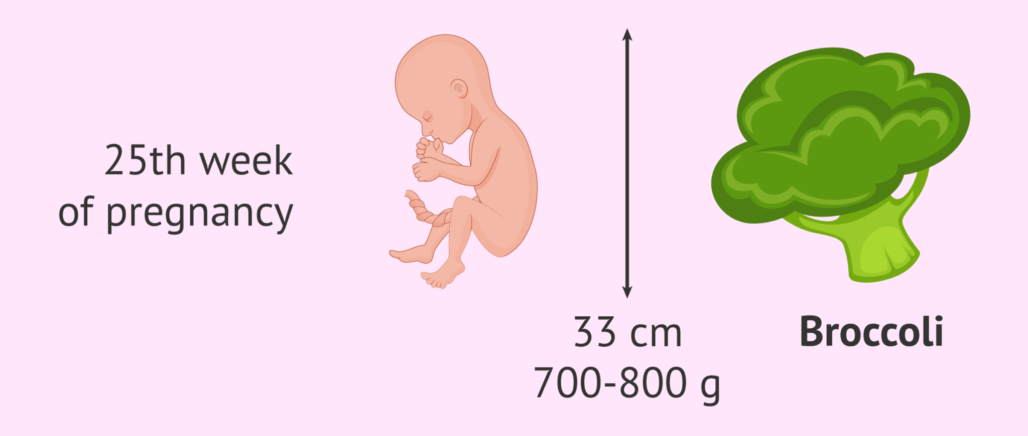 fetal-size-at-25-weeks-of-pregnancy