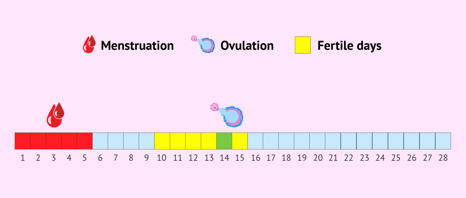 How do ovulation calculators work out your most fertile period?