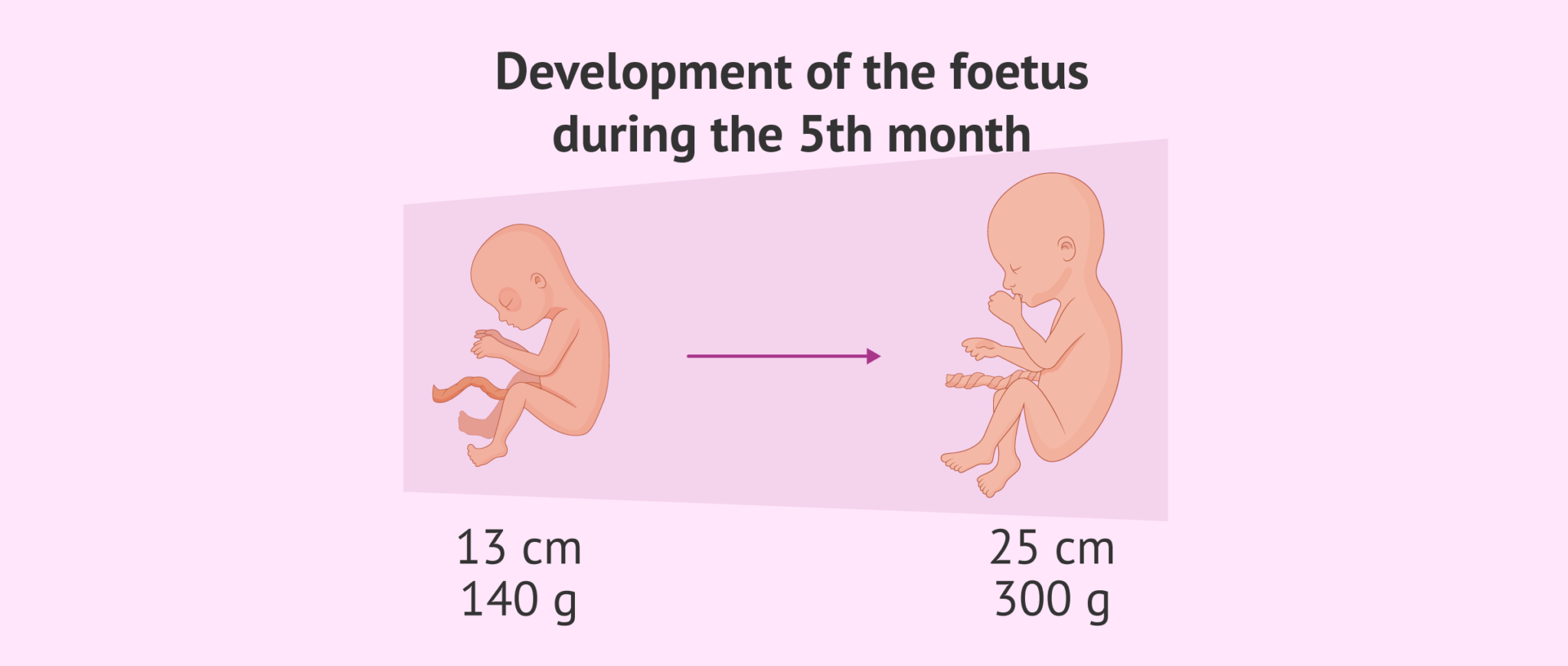 pregnancy 5 months baby size