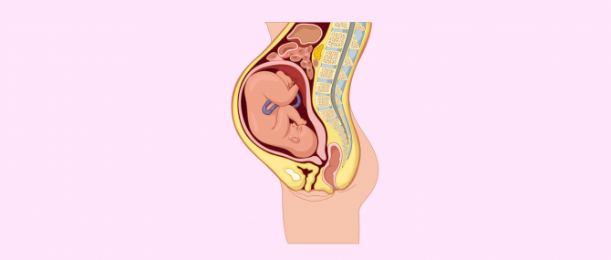 Imagen: Fetal position at week 8 of pregnancy