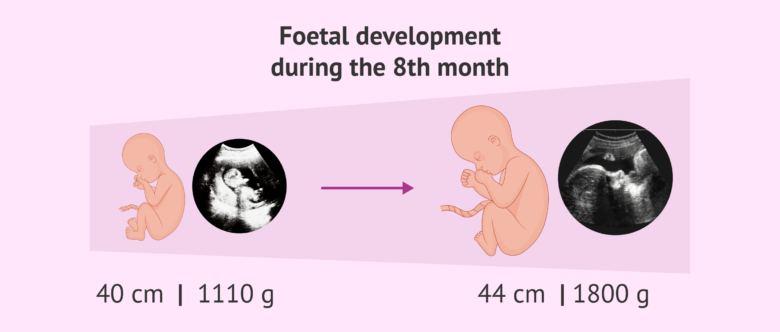 Fetal Development During Month 8 Of Pregnancy