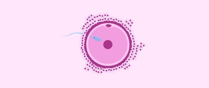 Imagen: Egg and sperm union: fertilization