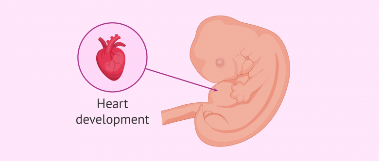 6 week pregnancy embryo size