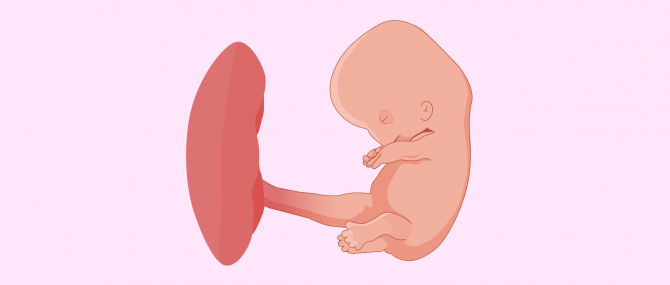 Embryo at 8th week of pregnancy