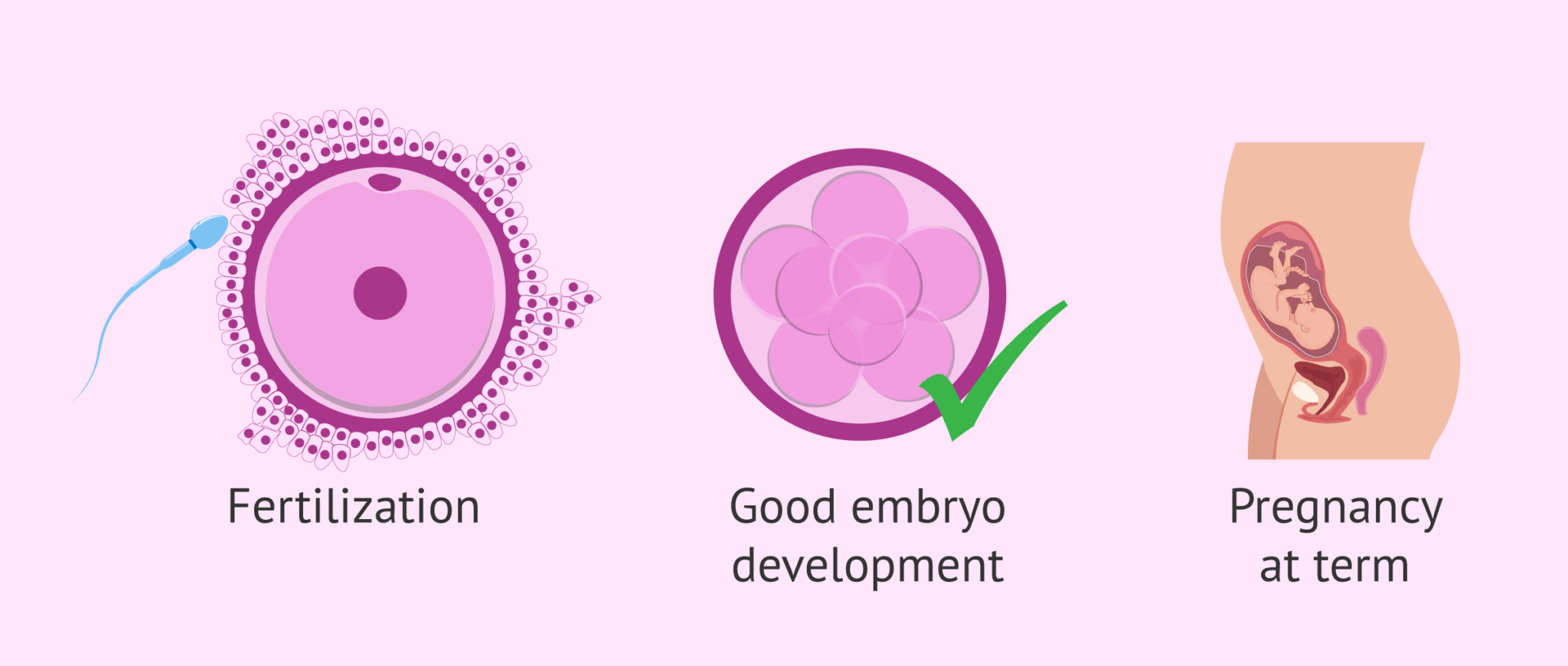 How Does Sexual Abstinence Affect Sperm Quality