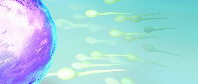 Conventional IVF or ICSI