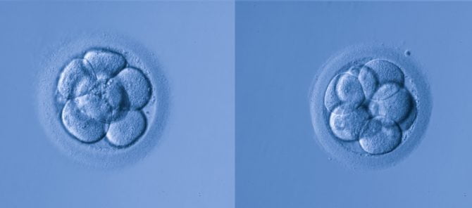 Donation or adoption of spare embryos