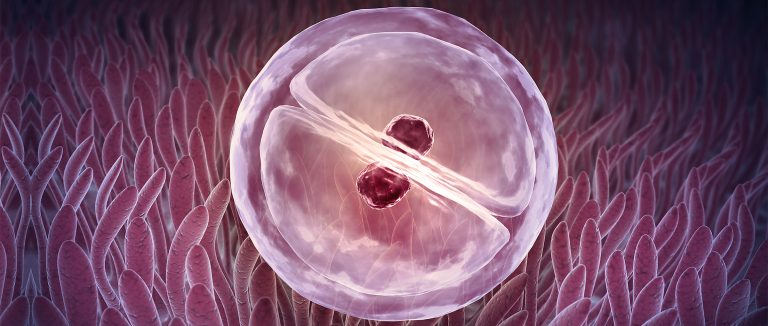 implantation-after-ivf-embryo-transfer