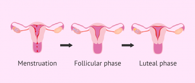 Imagen: endometrium status