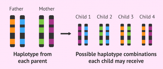 Inheritance of HLA haplotypes