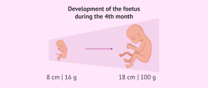 Imagen: Fetal development month 4