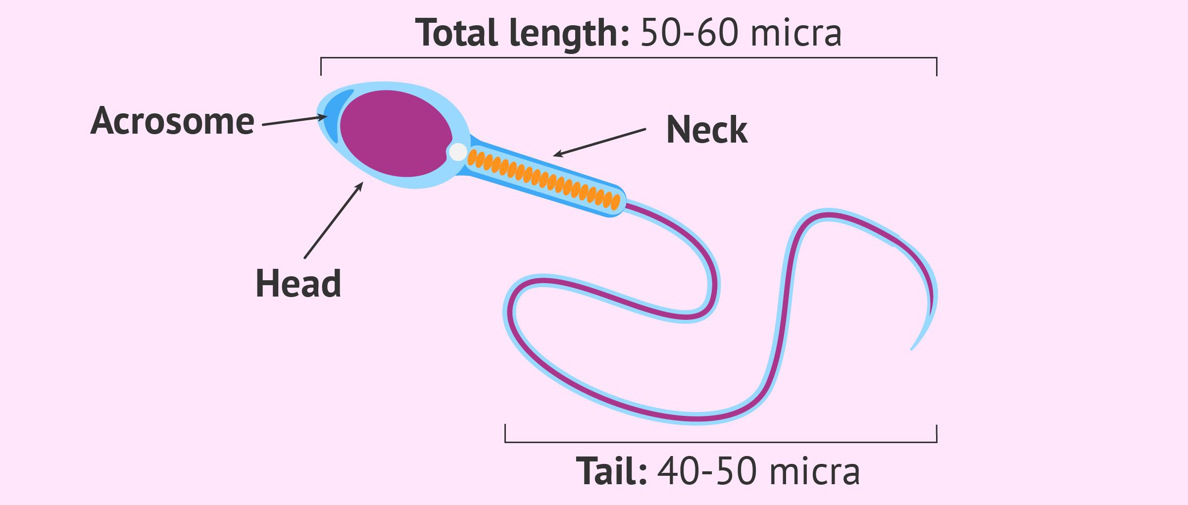 Ideal Sperm Morphology