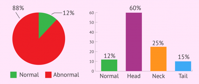 Results of sperm morphology analysis