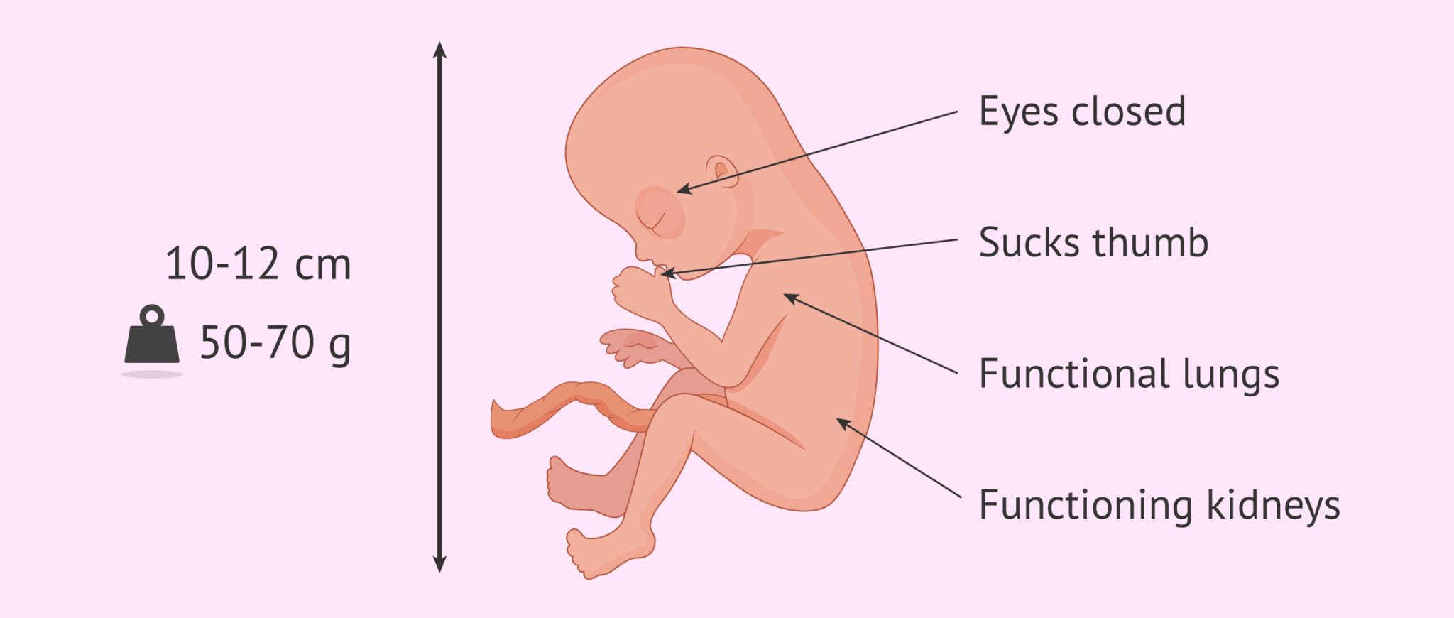 characteristics-of-the-foetus-at-15-weeks