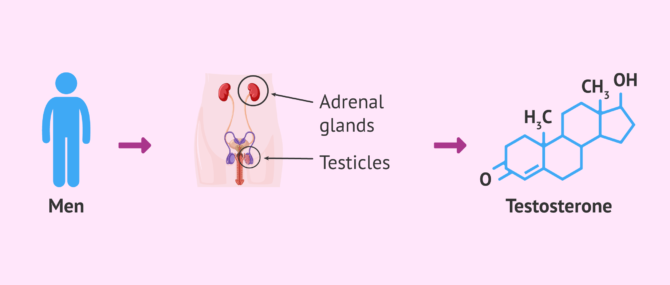 Imagen: Production of testosterone in men