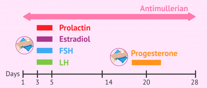 Imagen: When to do hormone tests