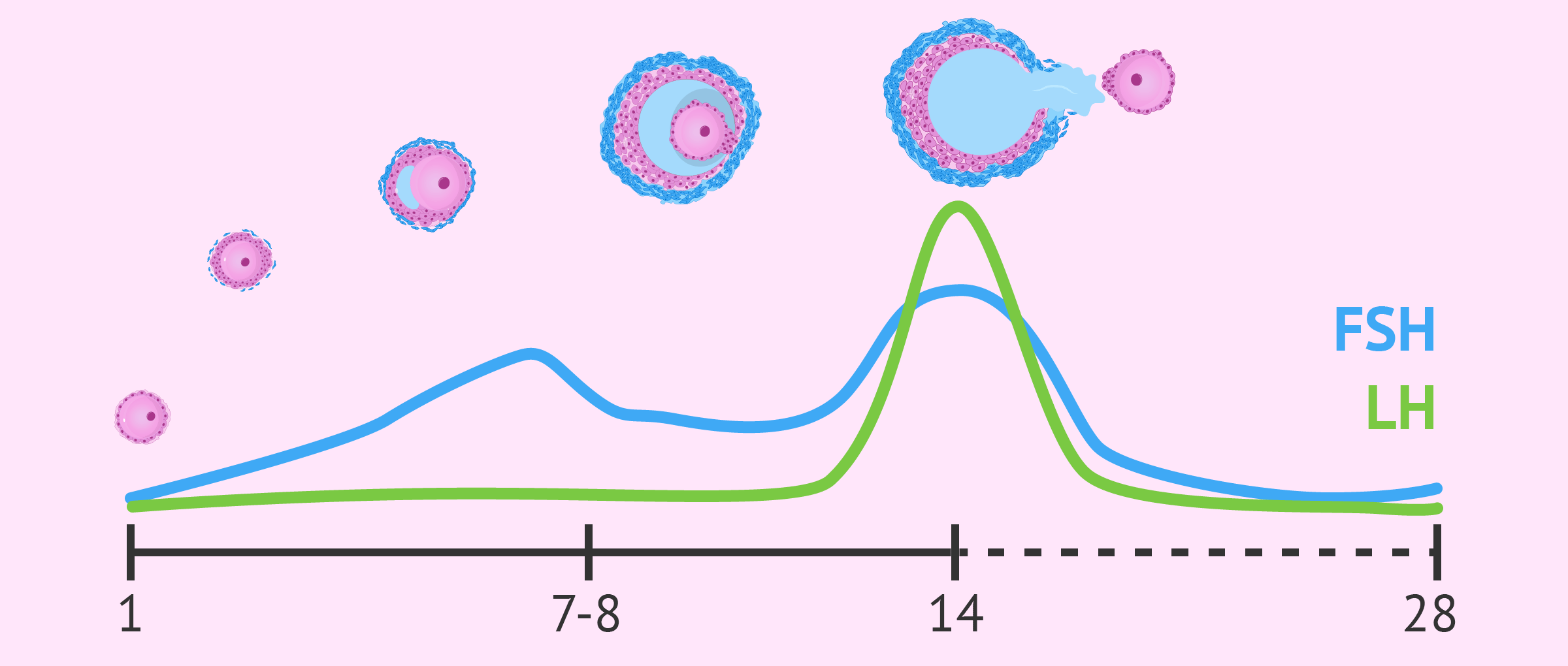 FSH And LH Levels During Menstrual Cycle