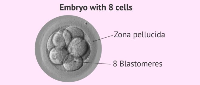 Imagen: Structure of a 3 day old embryo with 8 cells