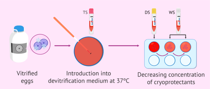 Imagen: Egg devitrification process