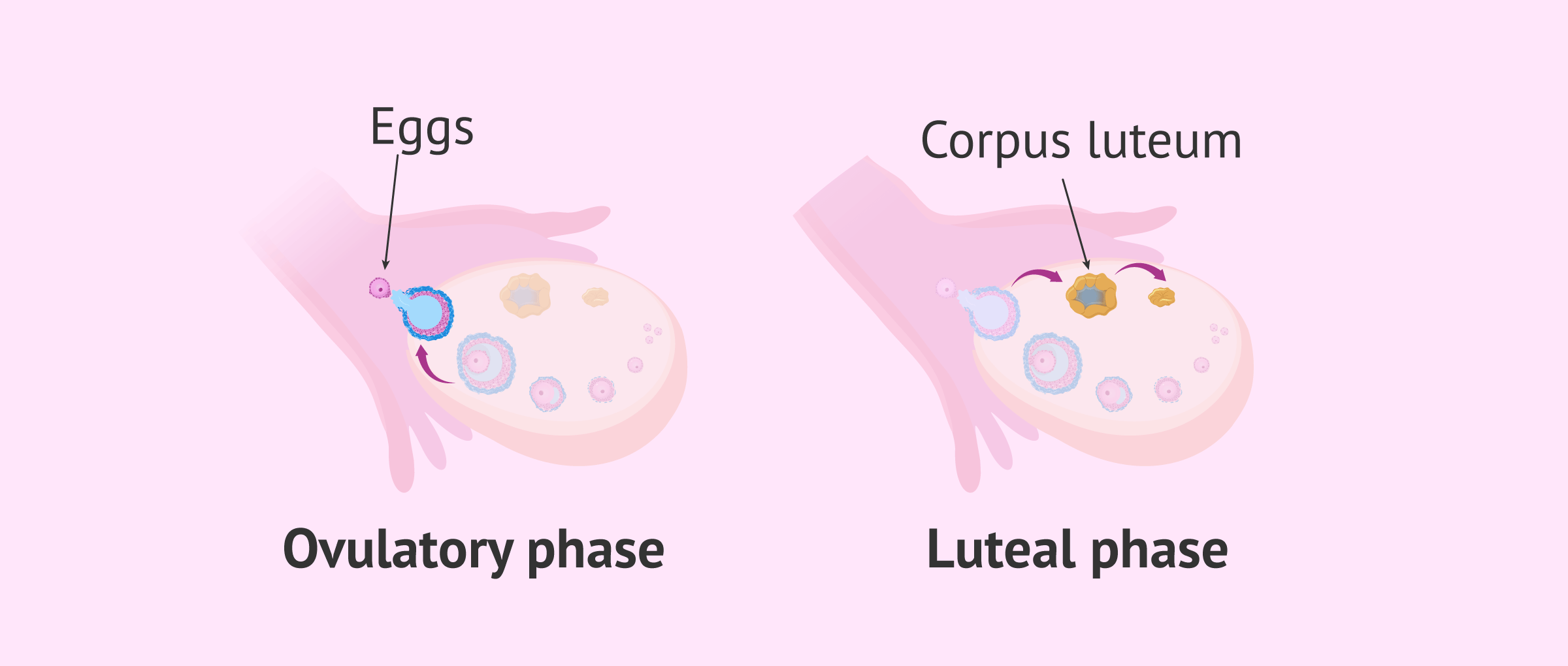 Corpus luteum