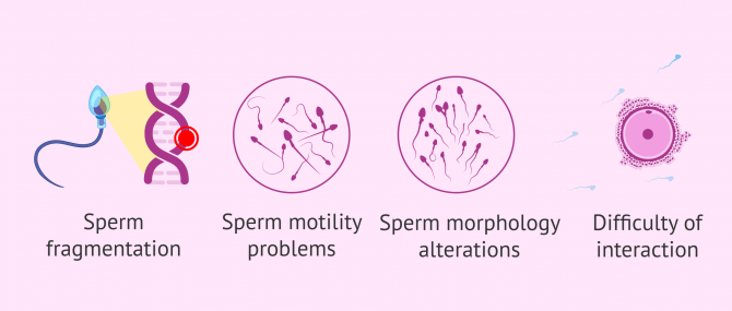 Imagen: Consequences of oxidative stress on sperm