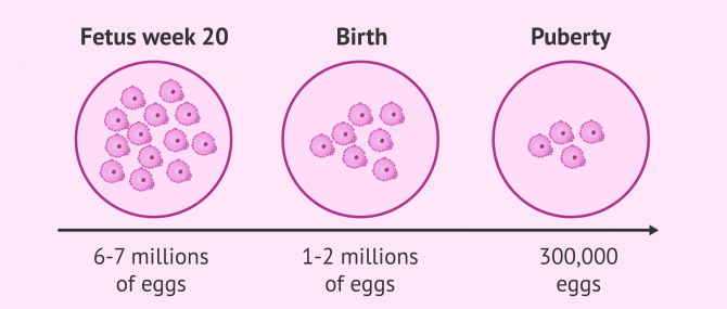 Imagen: Ovarian reserve depletion