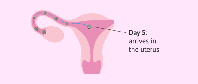 Imagen: Embryo implantation in natural pregnancy