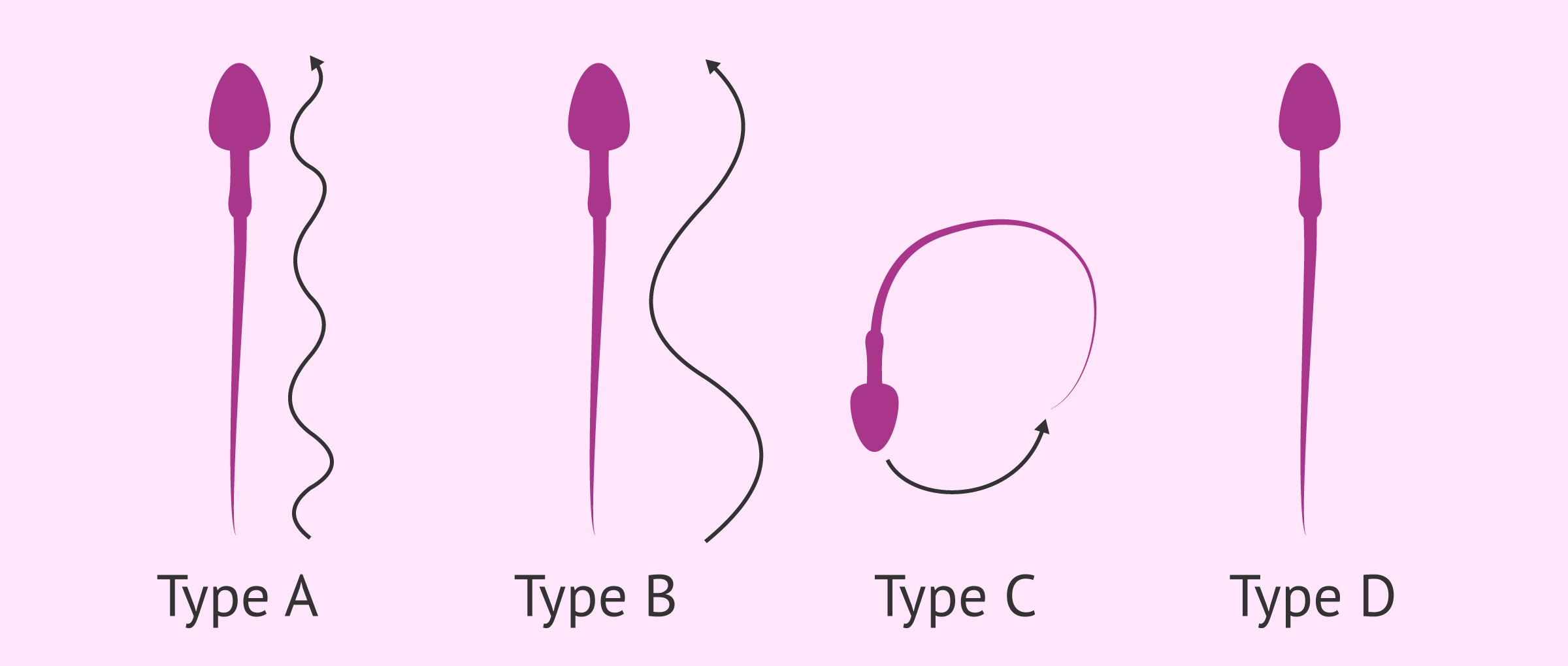 Types Of Sperm Motility