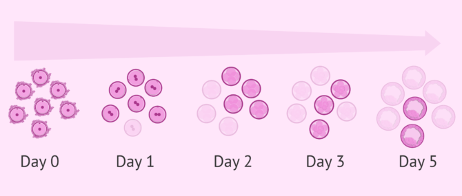 Imagen: Only good quality embryos reach the blastocyst stage