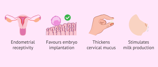 Imagen: What are the functions of progesterone?