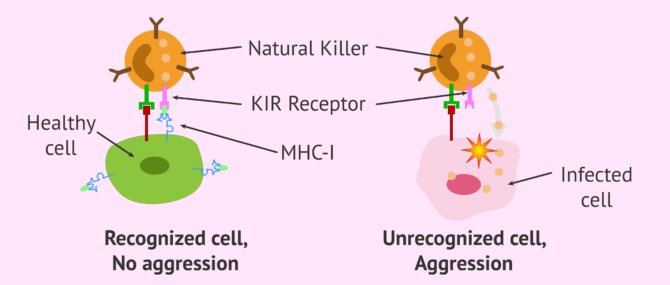 Imagen: Function of Natural Killer cells