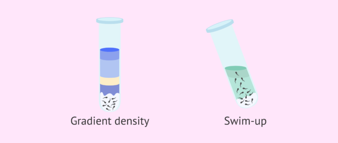 Imagen: Sperm capacitation methods