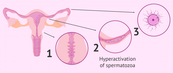 Imagen: Natural sperm capacitation