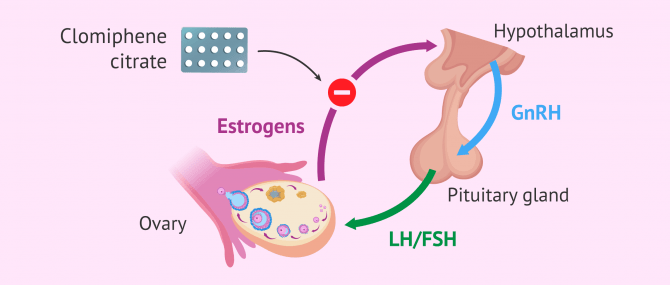 Imagen: How does clomiphene citrate work?