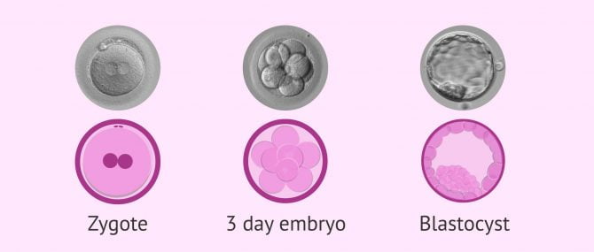 Imagen: Phases of embryo culture