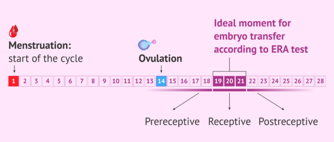 Imagen: When are embryos transferred after an ERA test?