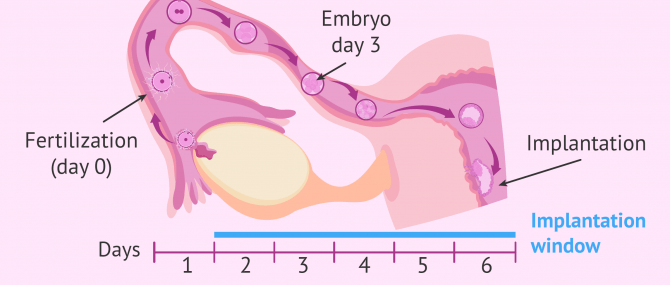 Imagen: Fertilization and implantation window