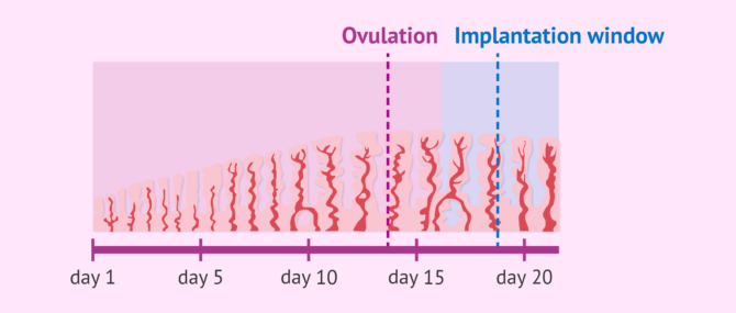 Imagen: What is the implantation window?